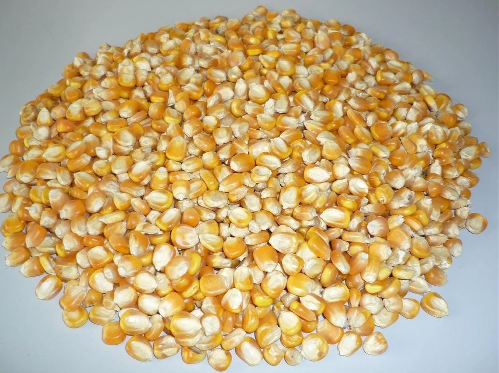 A Grade Yellow Maize