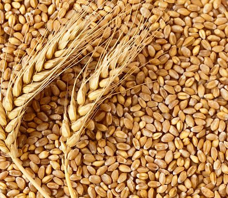 Sharbati Wheat